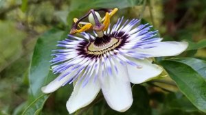 Пассифлора голубая (Passiflora). В моём саду уже давно, неприхотливая и очень ароматная. Содержание