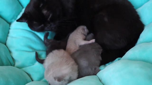 БРИТАНСКИЕ КОТЯТА НОВОРОЖДЕННЫЕ смотреть онлайн