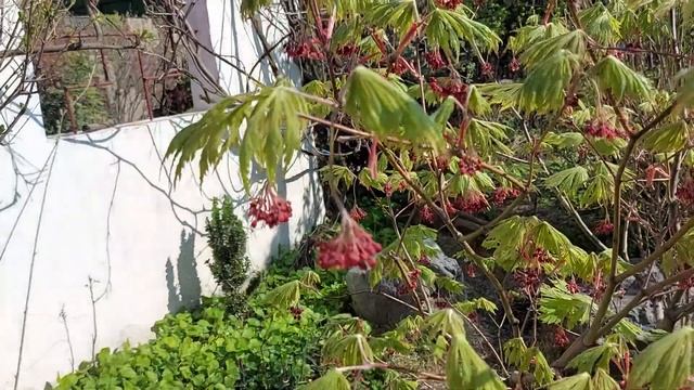 клён японский и дланевидный цветут смотреть онлайн