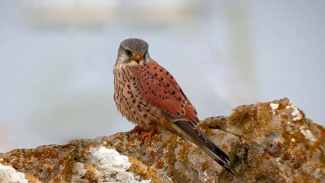 Пустельга обыкновенная (Falco tinnunculus L.) смотреть онлайн