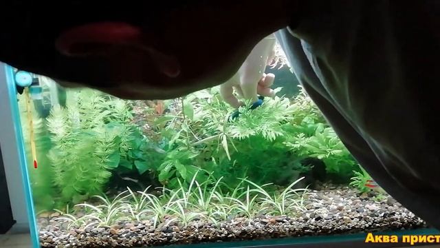 Подрезка растений смотреть онлайн