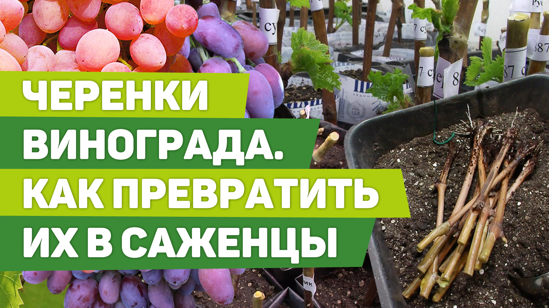 Зимнее черенкование винограда. Справится даже новичок! смотреть онлайн
