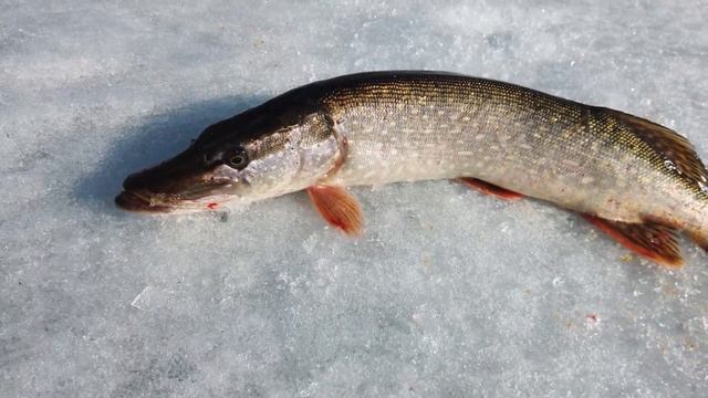 #павлодар #зимняя #рыбалка 25.03.2023г. смотреть онлайн