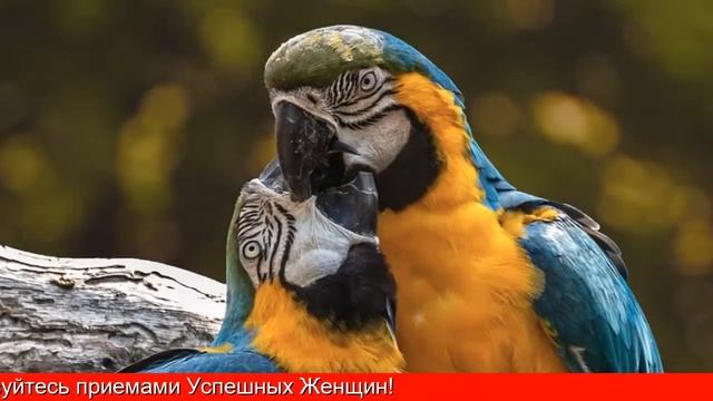 Как Построить Отношения С Мужчиной Овном смотреть онлайн