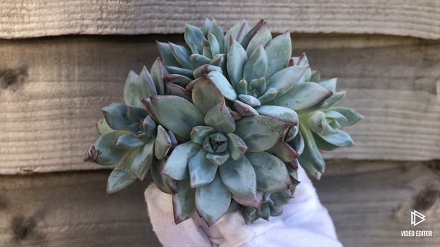 Echeveria Blue Bird смотреть онлайн