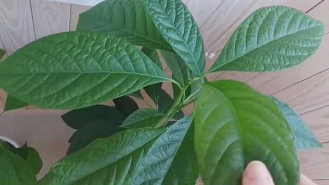 Авокадо из косточки: саженцы пошли в рост смотреть онлайн