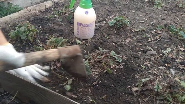 УХОД ЗА КЛУБНИКОЙ ВЕСНОЙ, профилактика болезней. Земляника садовая. смотреть онлайн