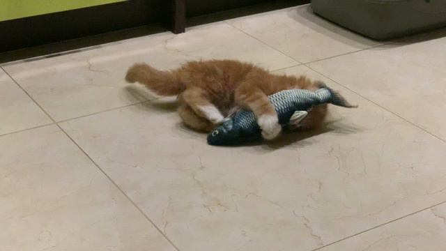 Perfect Cat.Питомник мейн кун котят "Суламита". г. Воронеж смотреть онлайн