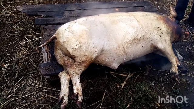Забой хряка весом в 90 кг #сало, #свинина
