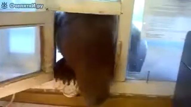 Медведь пришел в гости смотреть онлайн