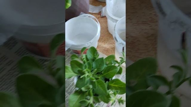 Черенкование петуньи, хороший способ размножения лучших сортов смотреть онлайн