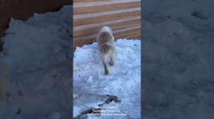 ТИМЕРТАШ САБРИНА 2 месяца    Доставку помогаю найти +79048881825 viber whatsapp www.timertash.ru