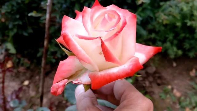 Роза сорта "imperatrice Farah"(Delbard,,1992) смотреть онлайн