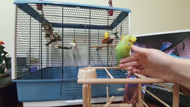 Ответы на вопросы о волнистиках OnLine. Эфир 23.01.2020 смотреть онлайн