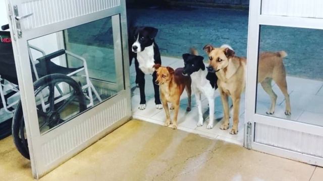 When the guy was taken away by an ambulance, his four dogs ran after the car.. смотреть онлайн