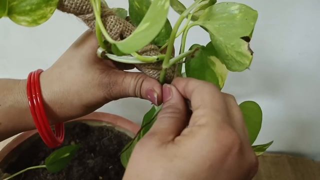 Money Plant Decoration Ideas || मनी प्लांट को घना कैसे बनाएं || Bushy & Fast Growing Money Plant смотреть онлайн