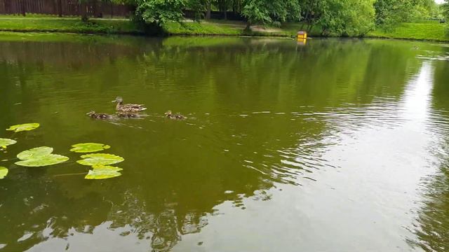 Утиная семейка среди кувшинок / Duck family among water lilies смотреть онлайн