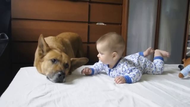 Dziecko i Pies смотреть онлайн