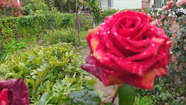 Цветы цветущие до заморозков. 12 Цветов, Которые Цветут До Глубокой осени. смотреть онлайн