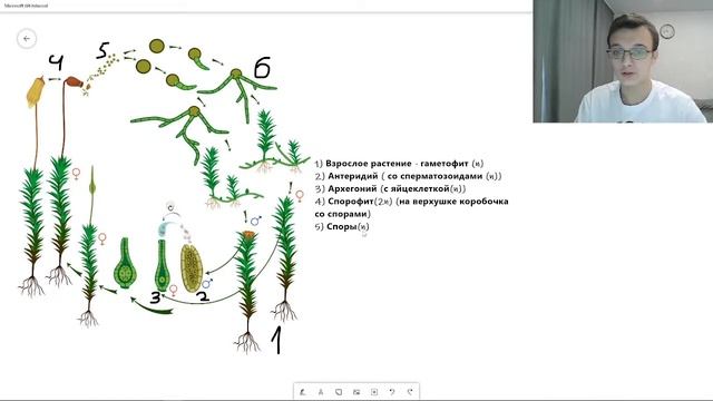Жизненный цикл МОХОВИДНЫХ МХА | Самое простое объяснение ЕГЭ смотреть онлайн