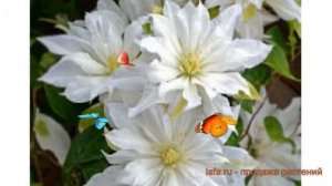 Клематис крупноцветковый Фёст Лав (first love) ? обзор: как сажать, саженцы клематиса Фёст Лав