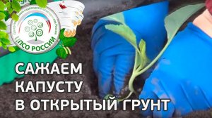 Как посадить цветную капусту в открытый грунт под временное укрытие. Высаживаем капусту цветную.