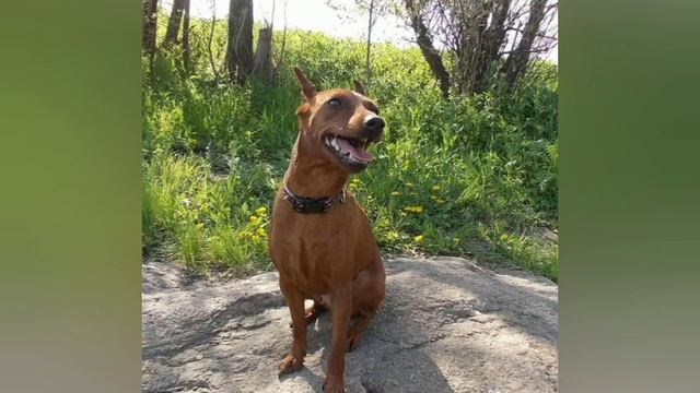 История появления породы цвергпинчер смотреть онлайн