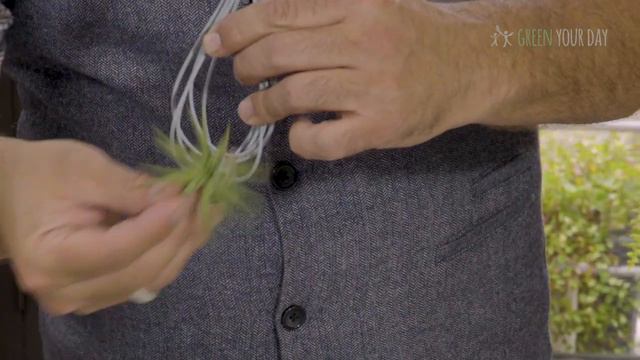 Tillandsia, in haar eenvoud
