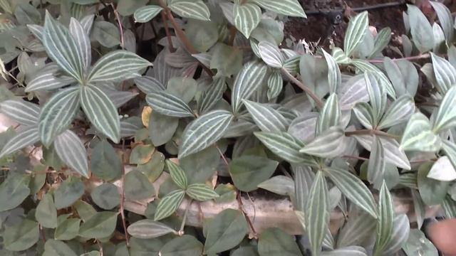 Peperomia Puteolata - Grow & Care (Paralell Peperomia)