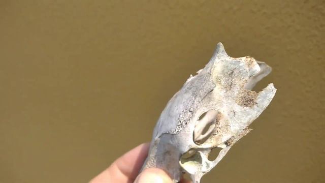 утконос, останки представителя Московской популяции утконосов смотреть онлайн