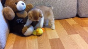 Котенок британской золотой шиншиллы