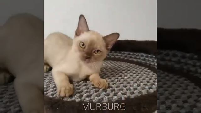 Питомник кошек породы Бурма "MURBURG" смотреть онлайн