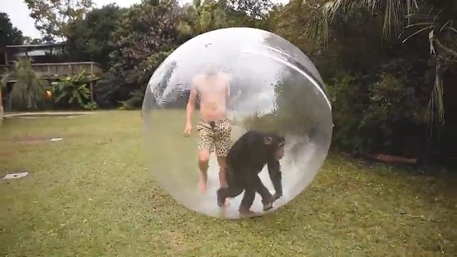 Bubbles The Elephant Almost Pops the Bubble | Myrtle Beach Safari смотреть онлайн