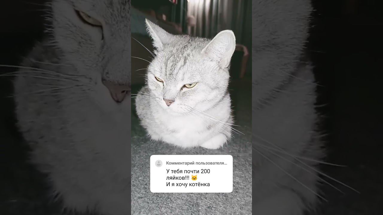 Милый котенок #shorts #sounds #recommended #4k #4kvideo #беззвука #интересно #2024 #нг #имялуна смотреть онлайн