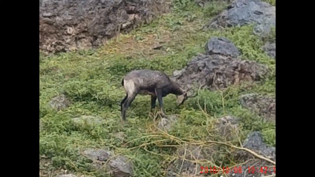 слайд-шоу Зоопарк Зальцбург смотреть онлайн
