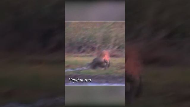 Ягуар напал на гигантскую змею. смотреть онлайн