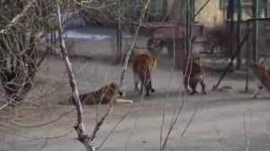 Амурский тигр зашел к бенгальским тиграм