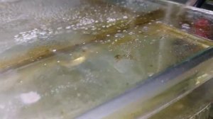 выращивание креветок Розенберга