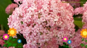 Гортензия древовидная Пинк Аннабель. Краткий обзор, описание hydrangea arborescens Pink Annabelle