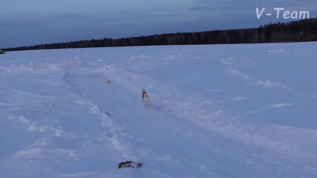 Русская псовая борзая БРАСЛЕТКА ИЗ ПОСАДСКОЙ СВОРЫ. МЗ - 2018 смотреть онлайн