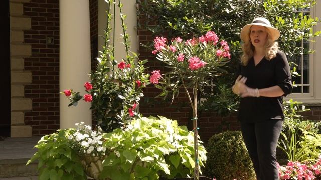 Oleander Standards For The Front Entryway: Beautiful And Toxic!