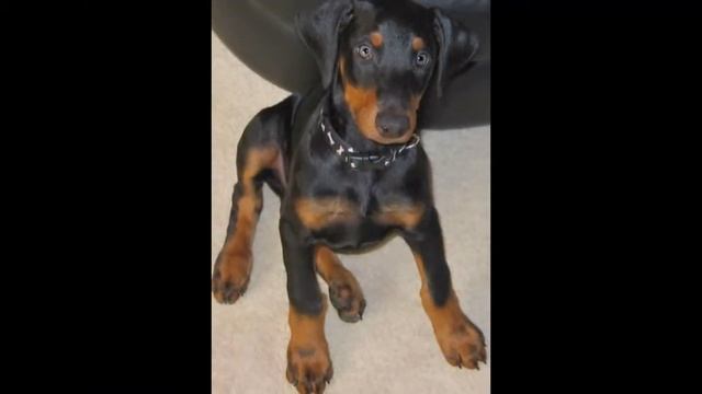Doberman Pincher Georgia смотреть онлайн