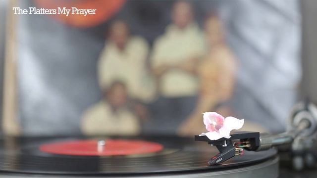 The Platters My Prayer смотреть онлайн