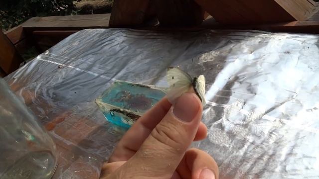 Мотылёк лимонница, поймался мотылёк, белый мотылёк смотреть онлайн