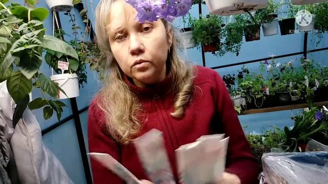 Хризантема. Получила посылку с корнями хризантемы.