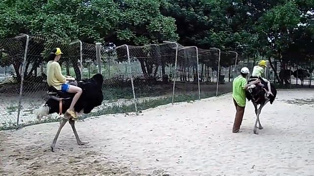 На страусе - 2! смотреть онлайн