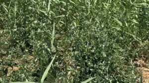 Суданка. После двух месяцев от посева