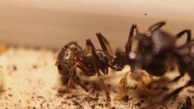 Paraponera clavata - появление рабочего смотреть онлайн