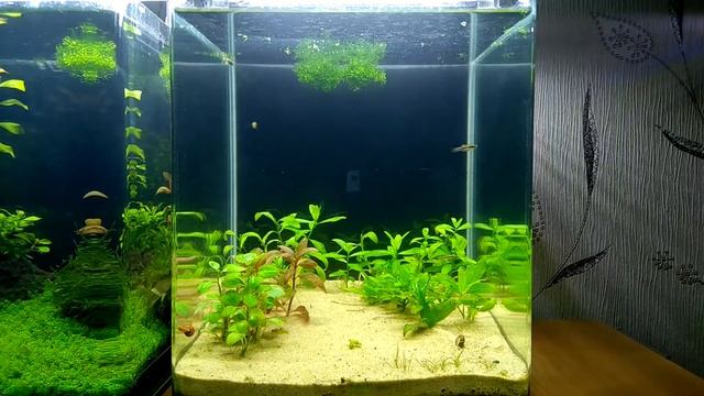 Аквариум #Dennerle_NanoCube_20L Месяц после запуска. смотреть онлайн