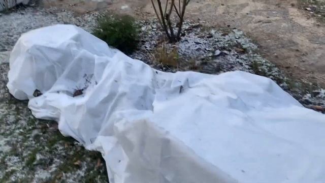 Укрывать или не укрывать розы на зиму под Москвой???? смотреть онлайн